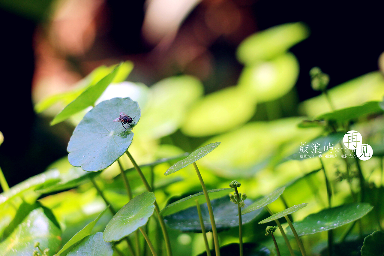 边走边看...鼓浪屿...再见