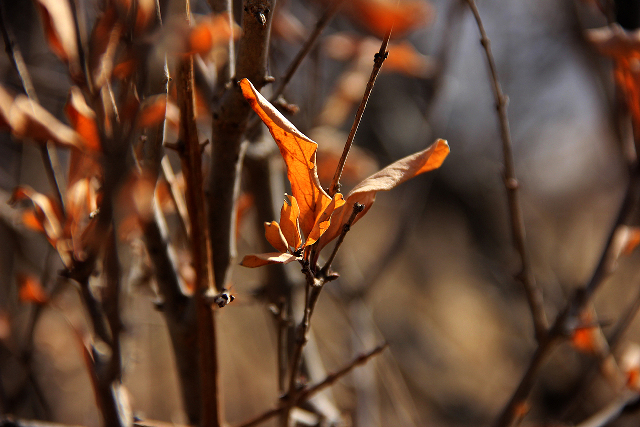 一年一次的回家  一年一次的记忆
