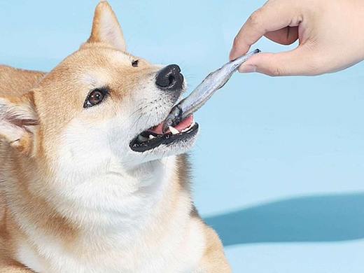 宠物用品详情页