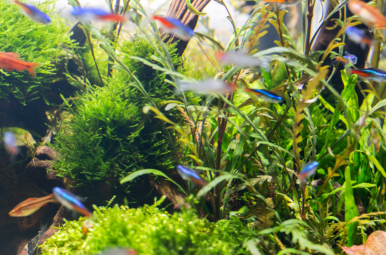 水草缸（图ZODM3MDU0MjA=） - 其他 - 站酷设计师野蛮驴友原创素材 - 站酷ZCOOL