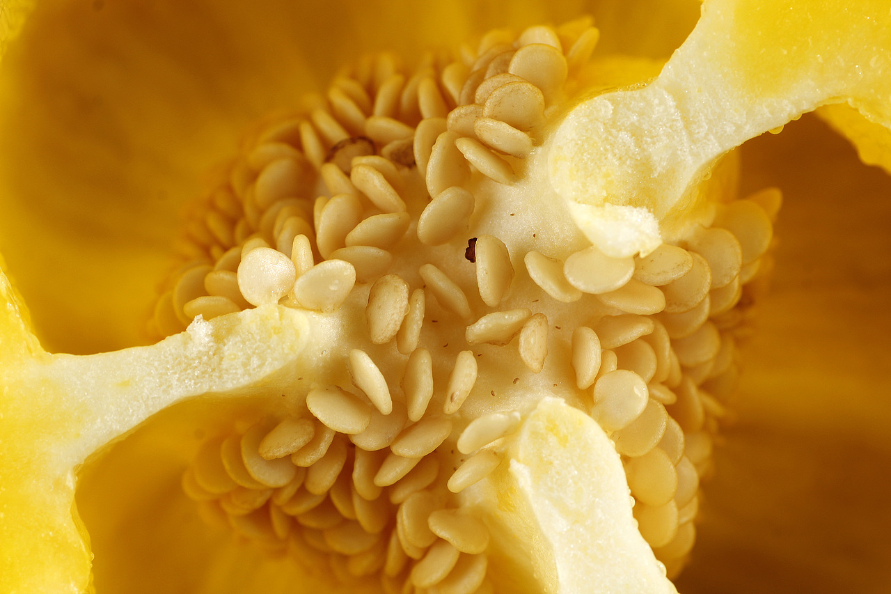 五彩甜椒丨鲜蔬拍摄系列丨飞鸟电商（图ZMTMxODI0MTM2） - 产品摄影 - 站酷设计师陈默工作室原创素材 - 站酷ZCOOL