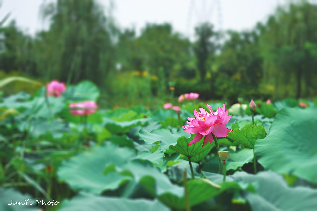 荷（图ZMTc2OTAzMjA=） - 风光摄影 - 站酷设计师wxgywjy原创素材 - 站酷ZCOOL