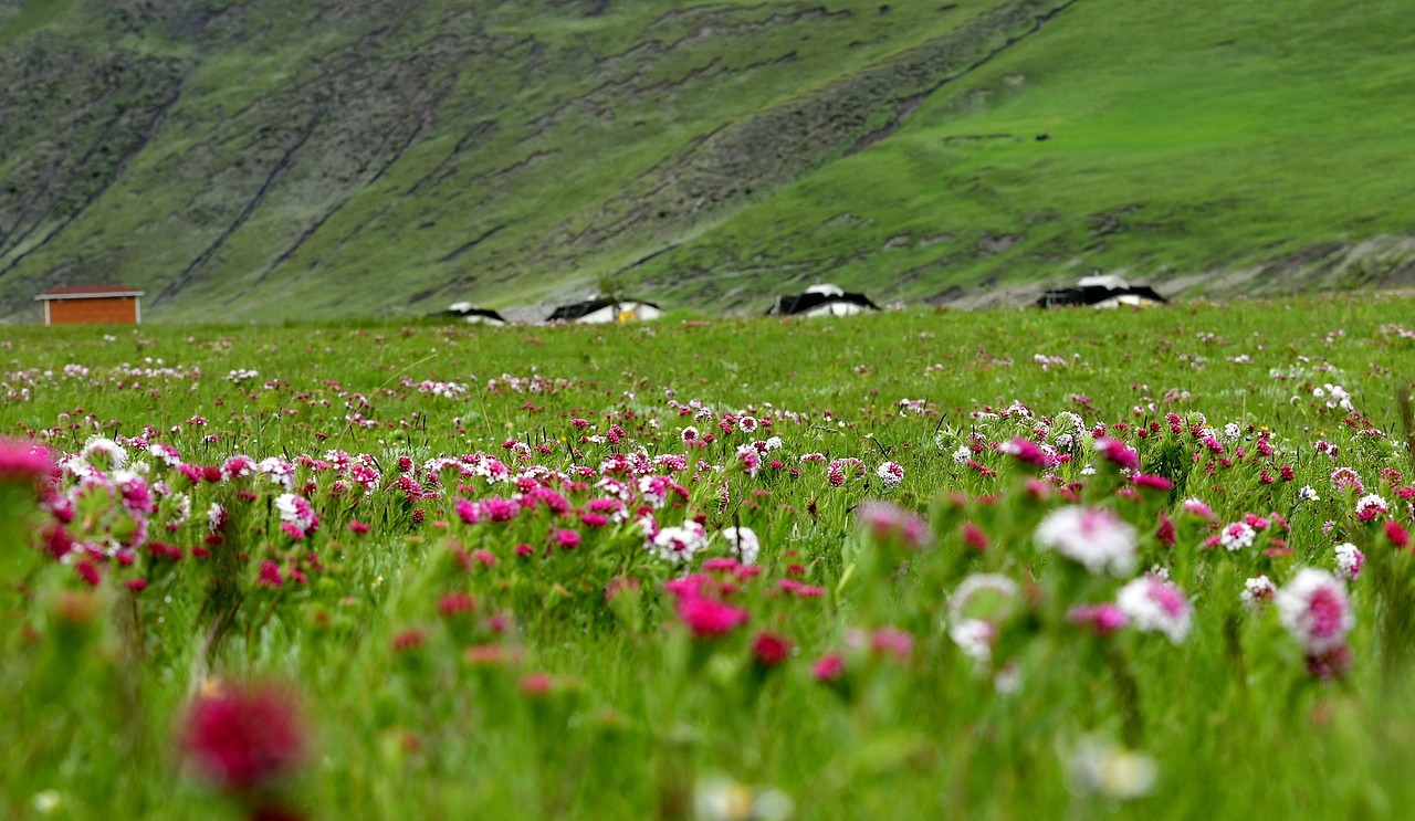 祁连山下最美的牧场