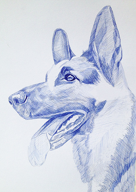 黑背是一种德国牧羊犬,因为具备极强的工作能力,也是军犬的首选.