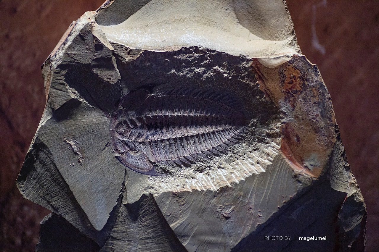 生命起源澄江化石地自然博物馆地球守卫者