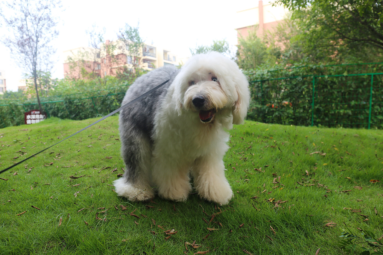 他五岁了（图ZNjUwMjM2NjQ=） - 宠物摄影 - 站酷设计师芥末小E原创素材 - 站酷ZCOOL