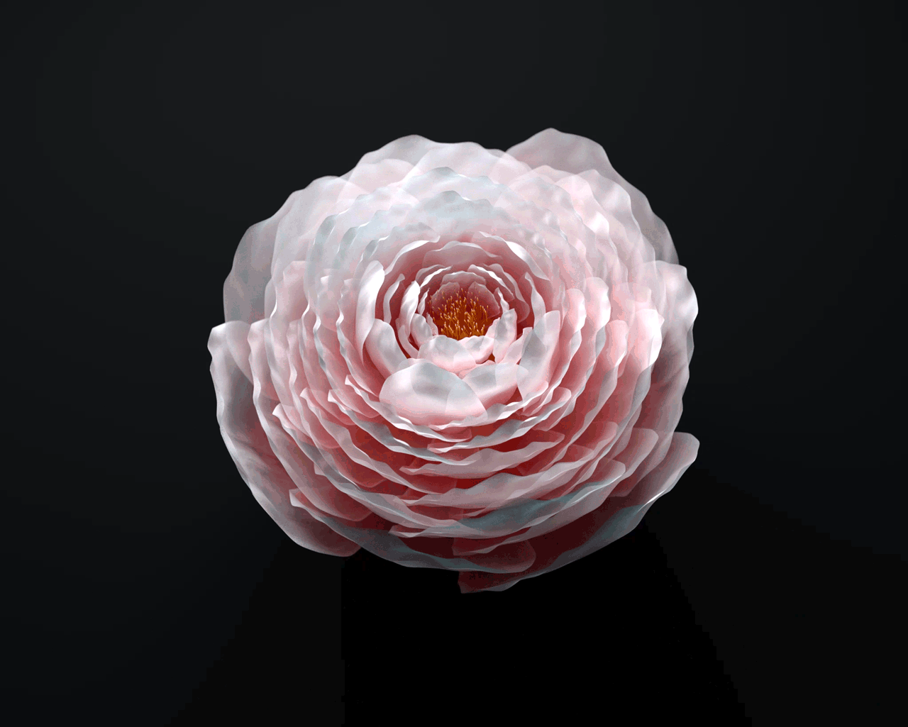 盛开 Bloom（图ZMjQxMzk5OTM2） - 动画/影视 - 站酷设计师KRISKANG原创素材 - 站酷ZCOOL