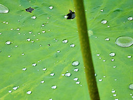 就叫一个公园的夏天吧