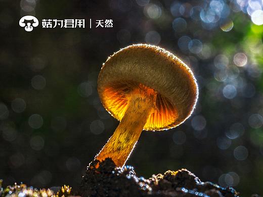 食品品牌logo及包装设计