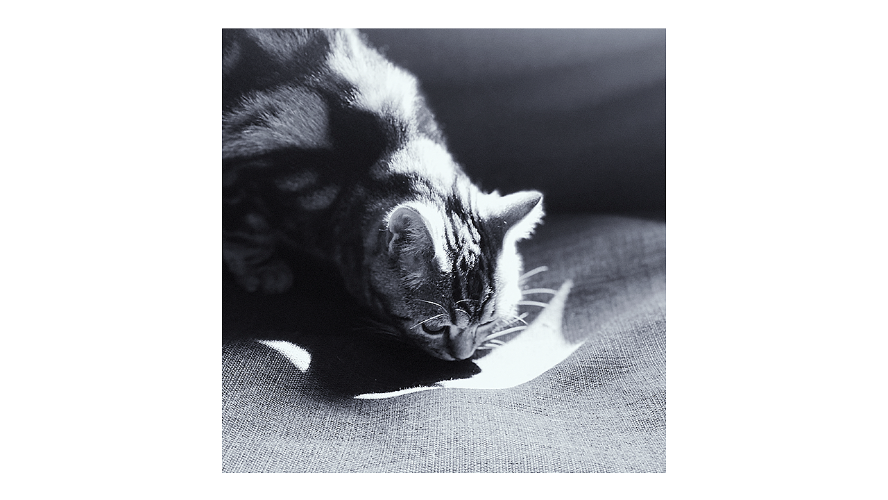 喵主子半歲啦~（圖ZMTA5Mjk3MTky） - 人文/紀(jì)實攝影 - 站酷設(shè)計師Miss_Mo原創(chuàng)素材 - 站酷ZCOOL