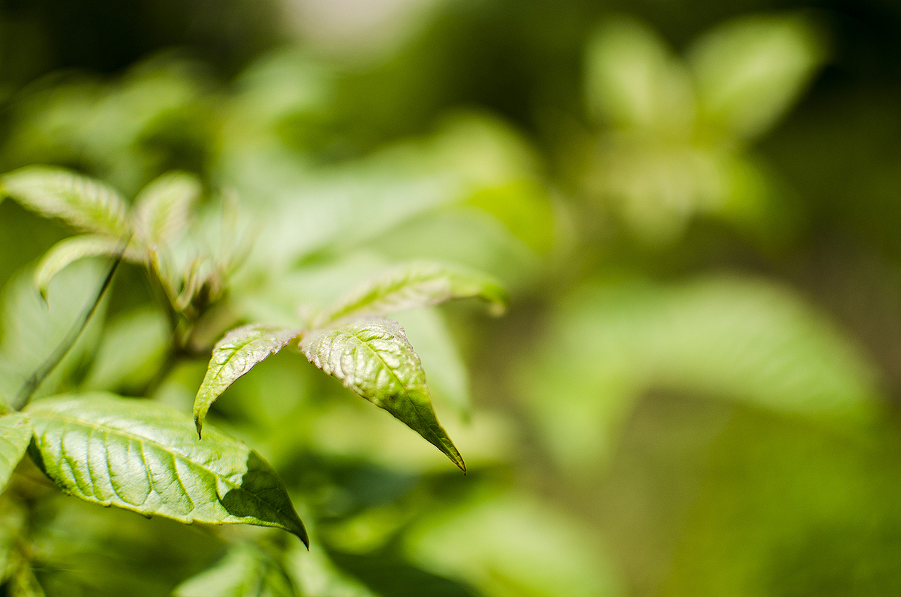 今年春天留念几张