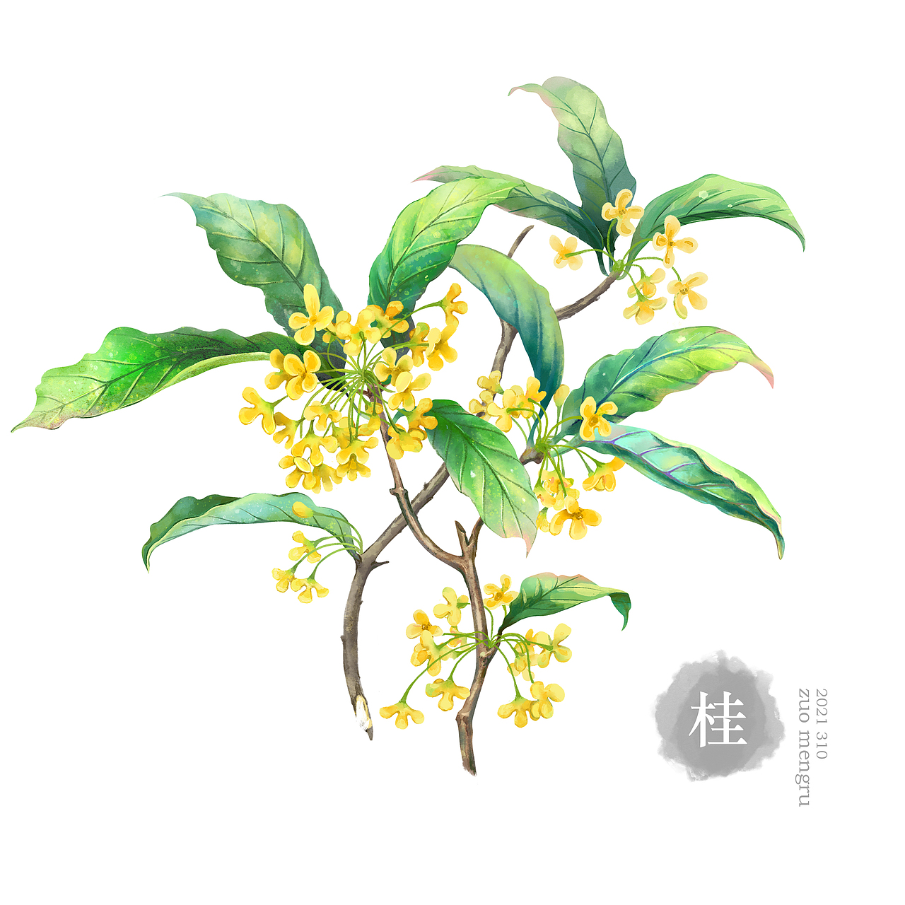 手绘桂花桂花插画包装插画时尚插画装饰插画运营插画出版物插图作品