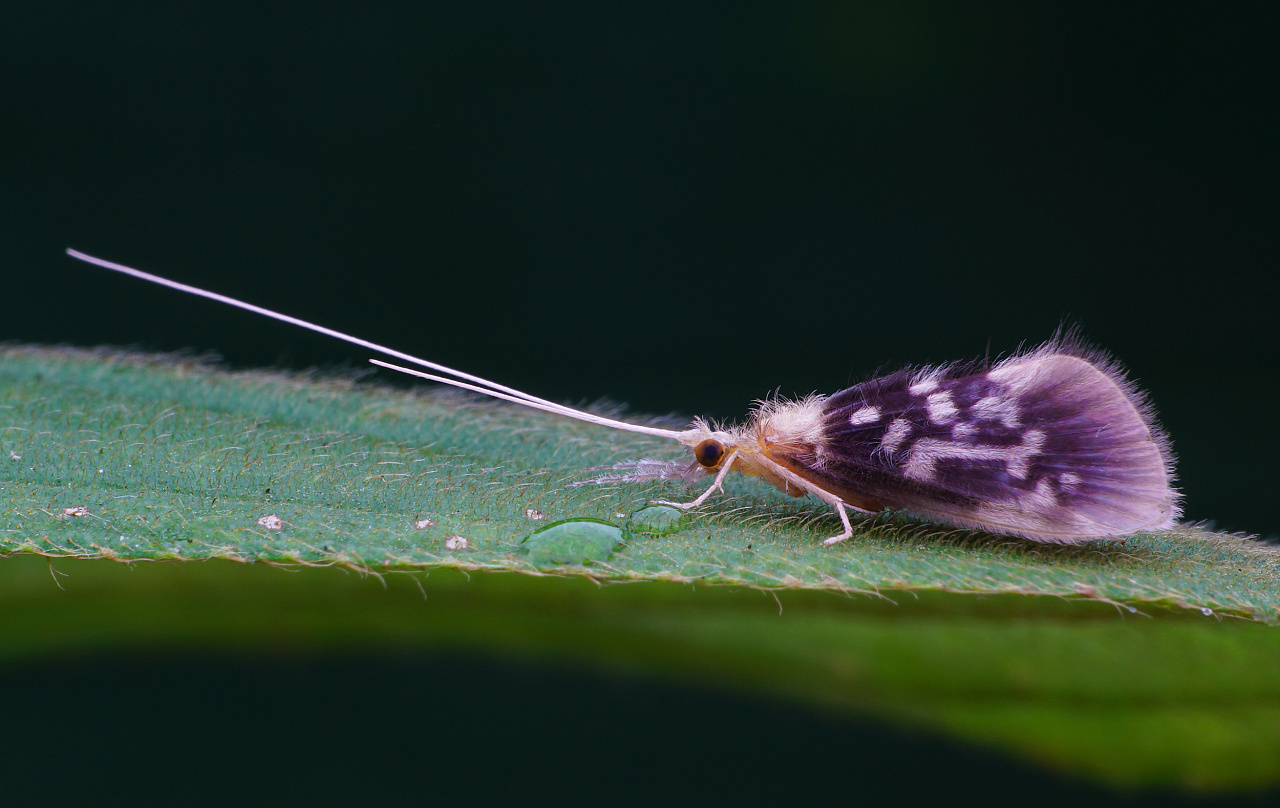 出生到死亡只有几个小时 收藏 数蜴 收藏 不知道什么蛾子 收藏 荔蝽