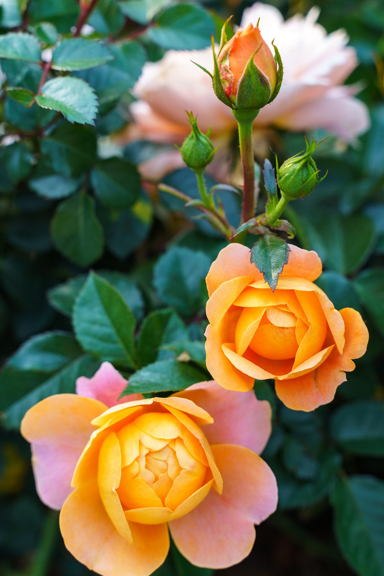 深圳香蜜湖公园月季花开 三月