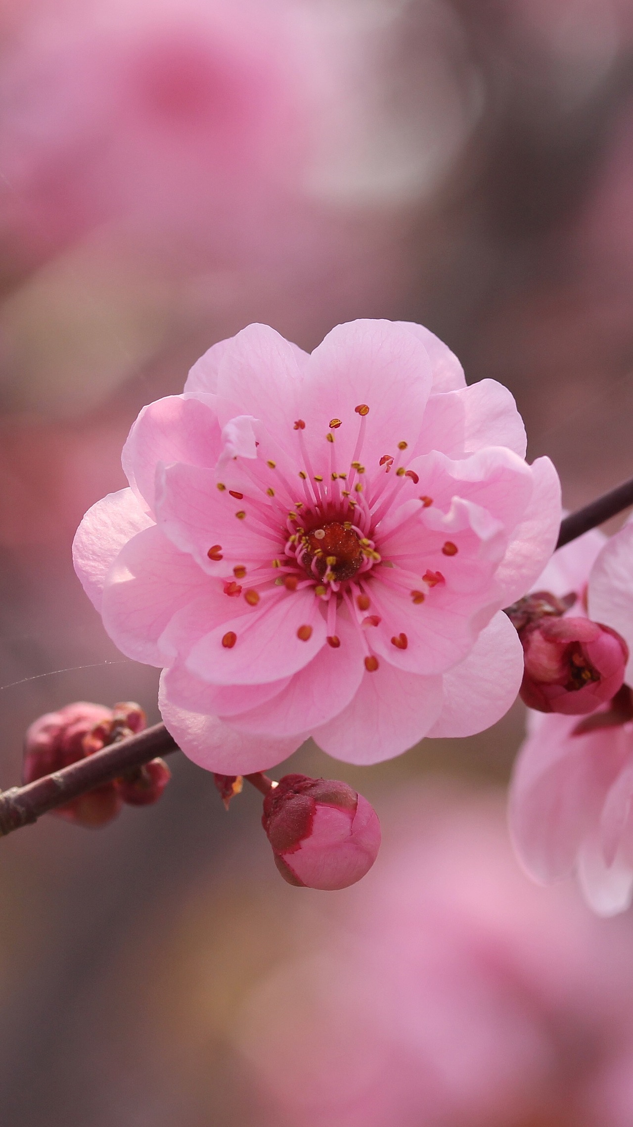 贵港/艺术工作者/1年前/141浏览景致唯美