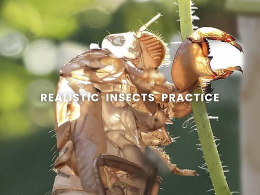 7月 | 写实昆虫练习