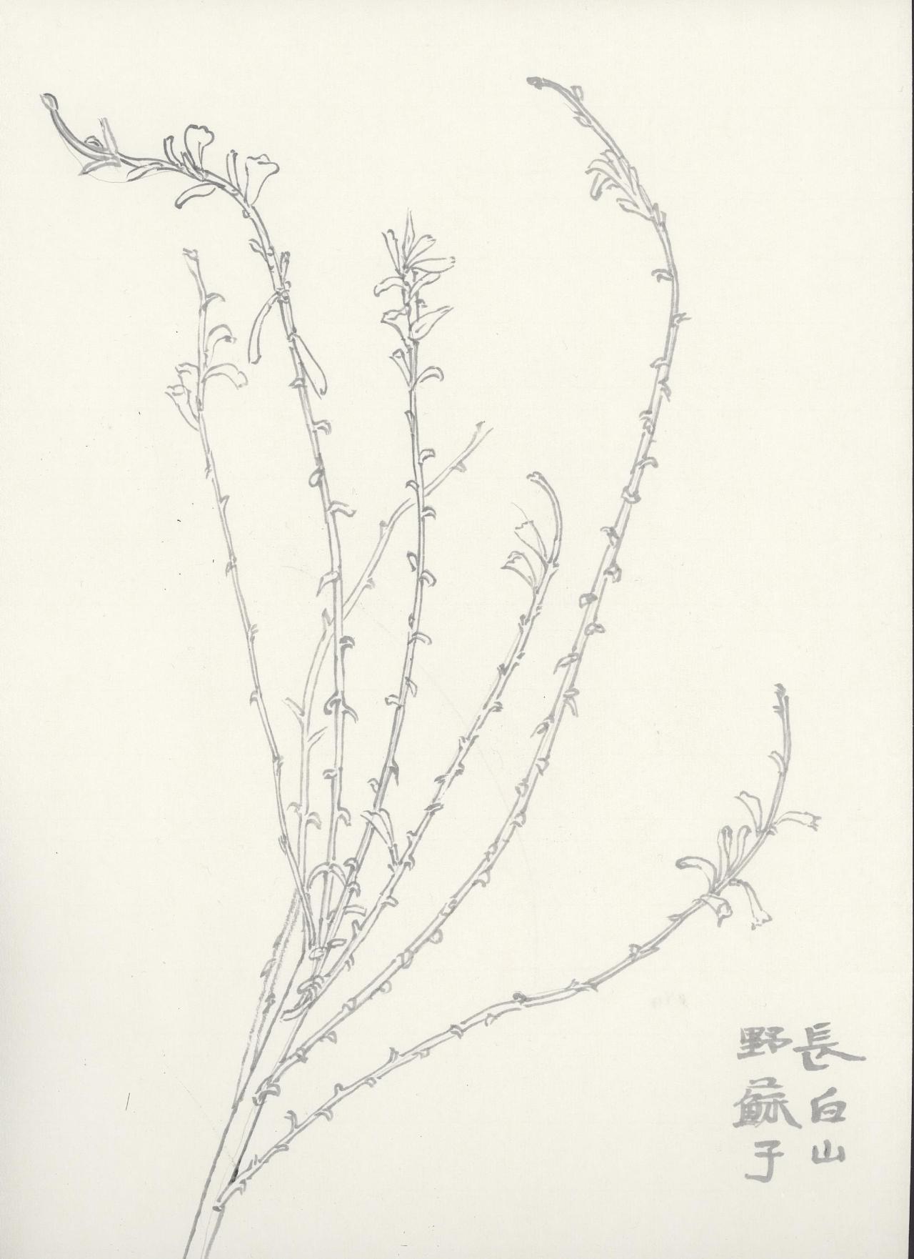 白描-长白山植被-23-44