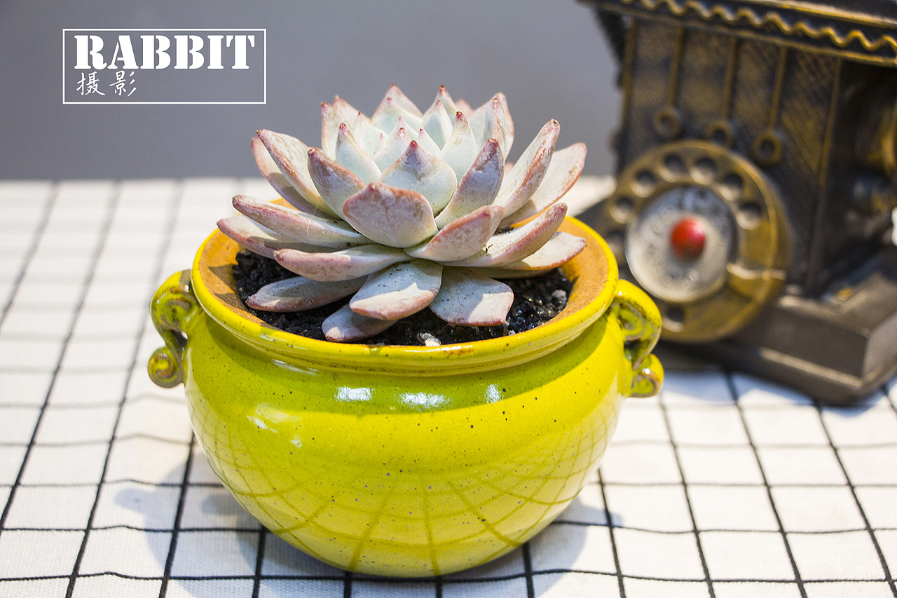 摄影（多肉植物（图ZMTA0MDIzMDI4） - 产品摄影 - 站酷设计师w视角原创素材 - 站酷ZCOOL