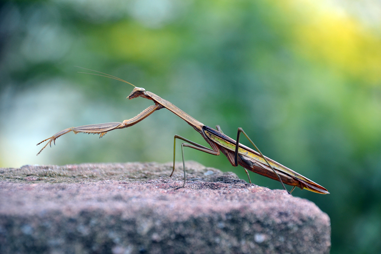 石块上的螳螂