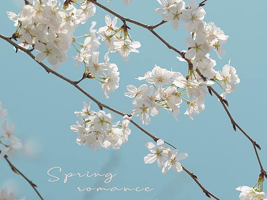 #花花世界#浪漫春色（个人主页-ZNTg1MzM4NjQ=） - 风光摄影 - 站酷设计师一修_原创素材 - 站酷ZCOOL