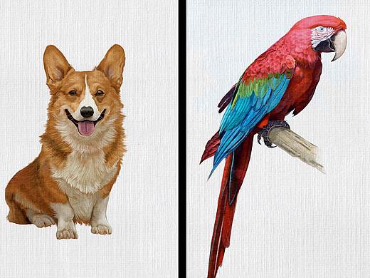 动物插画合辑22副
