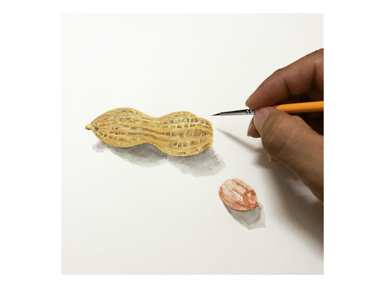 原创作品:手绘美食之花生