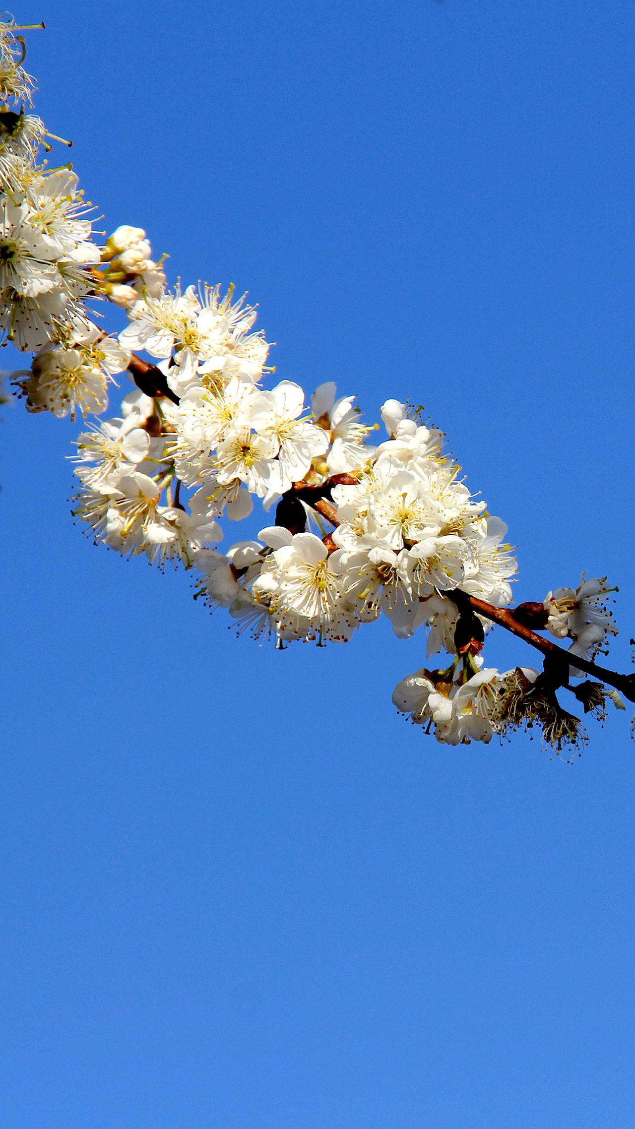 樱花|摄影|其他摄影|yosin - 原创作品 - 站酷 (zcool)