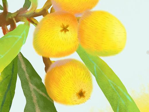 枇杷黃了（個人主頁-ZNDM4NTA5NTY=） - 創(chuàng)作習作 - 站酷設計師烏龍西柚子原創(chuàng)素材 - 站酷ZCOOL