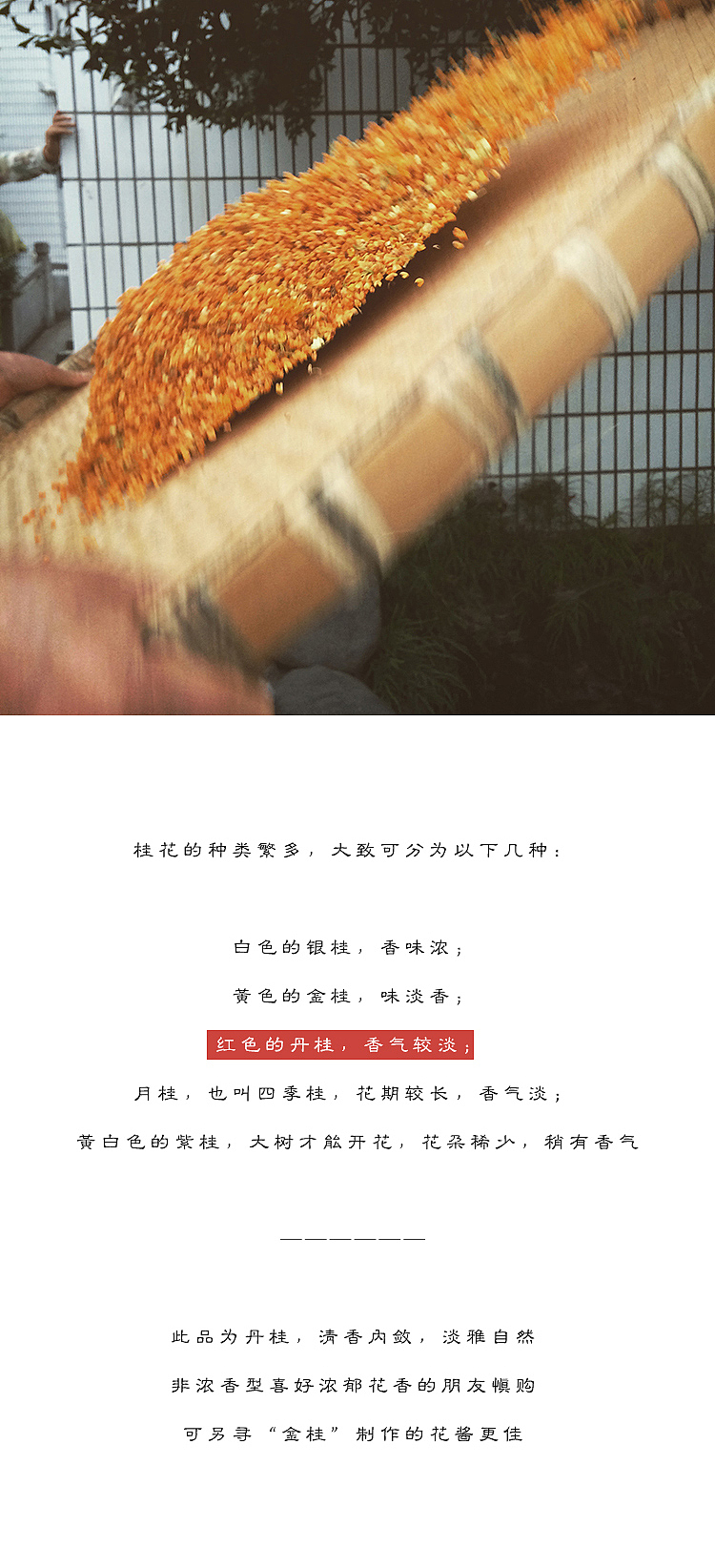 【原创摄影】浔隐山 | 丹桂花酱 桂花糖露 红木樨酱 纯天然无添加 果酱 新花制