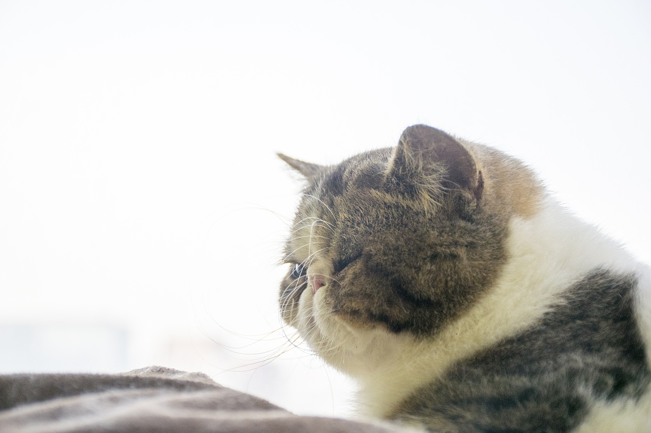 一直对猫咪有种莫名的亲近感 也许是喜欢它那时而高冷时而粘腻的性格