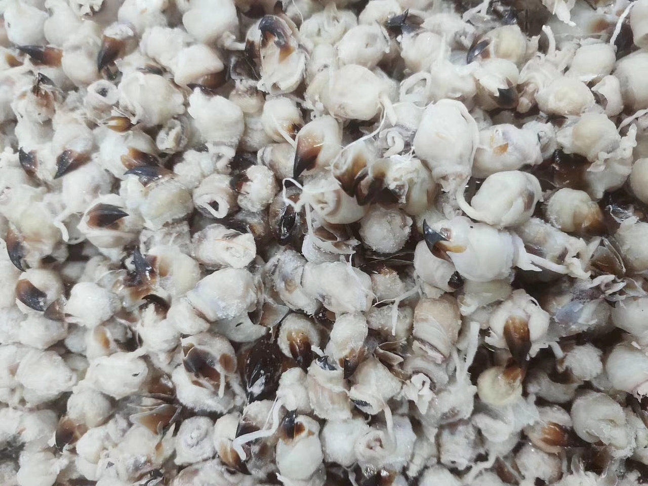 霞浦--杂类鱼各种品种。