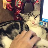 西瓜少年的头像