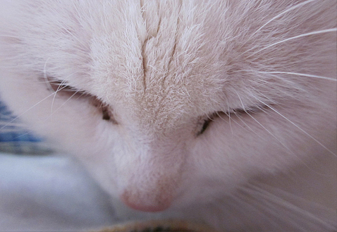 萌猫老白一家人（图ZMjU3ODE4NDA=） - 宠物摄影 - 站酷设计师jiouzui原创素材 - 站酷ZCOOL