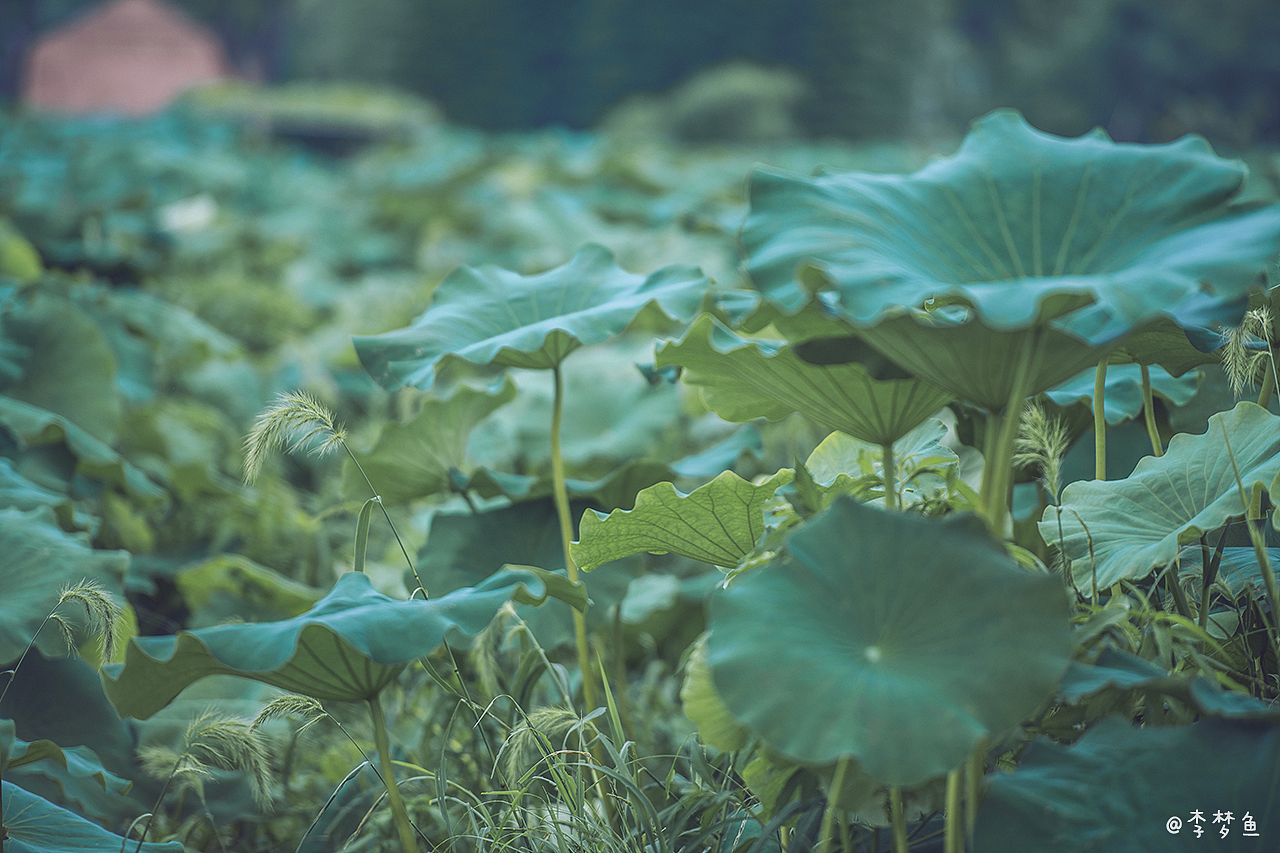 李梦鱼的夏天～2020（图ZMjIyMjM0NTk2） - 人像摄影 - 站酷设计师腰果虾仁原创素材 - 站酷ZCOOL