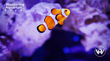 北京漫步水族logo设计 | Beijing Wandering Aquarium logo（图ZMjk4OTYyMTI=） - Logo - 站酷设计师会飞的辉原创素材 - 站酷ZCOOL