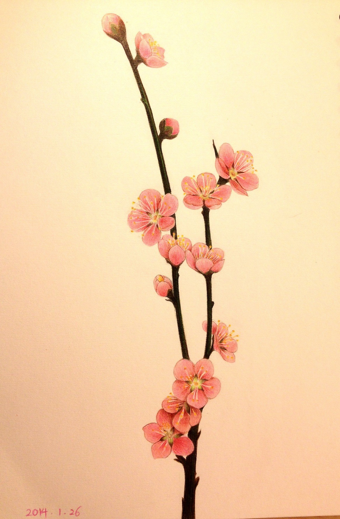 植物的温存 梅花（图ZMTM5NjczMjQ=） - 绘画 - 站酷设计师幻oO影原创素材 - 站酷ZCOOL