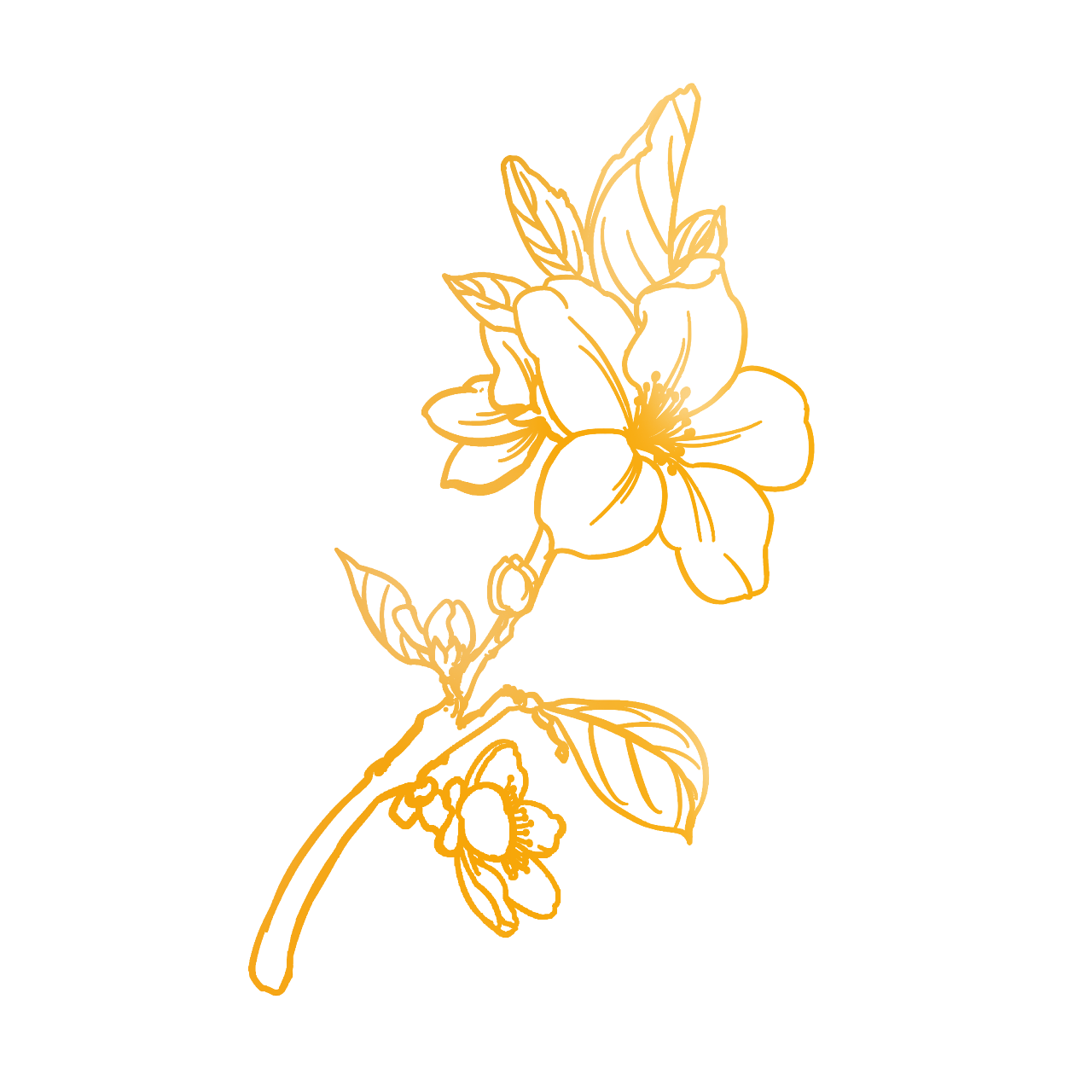 手绘装饰重阳菊花元素图片素材免费下载 - 觅知网