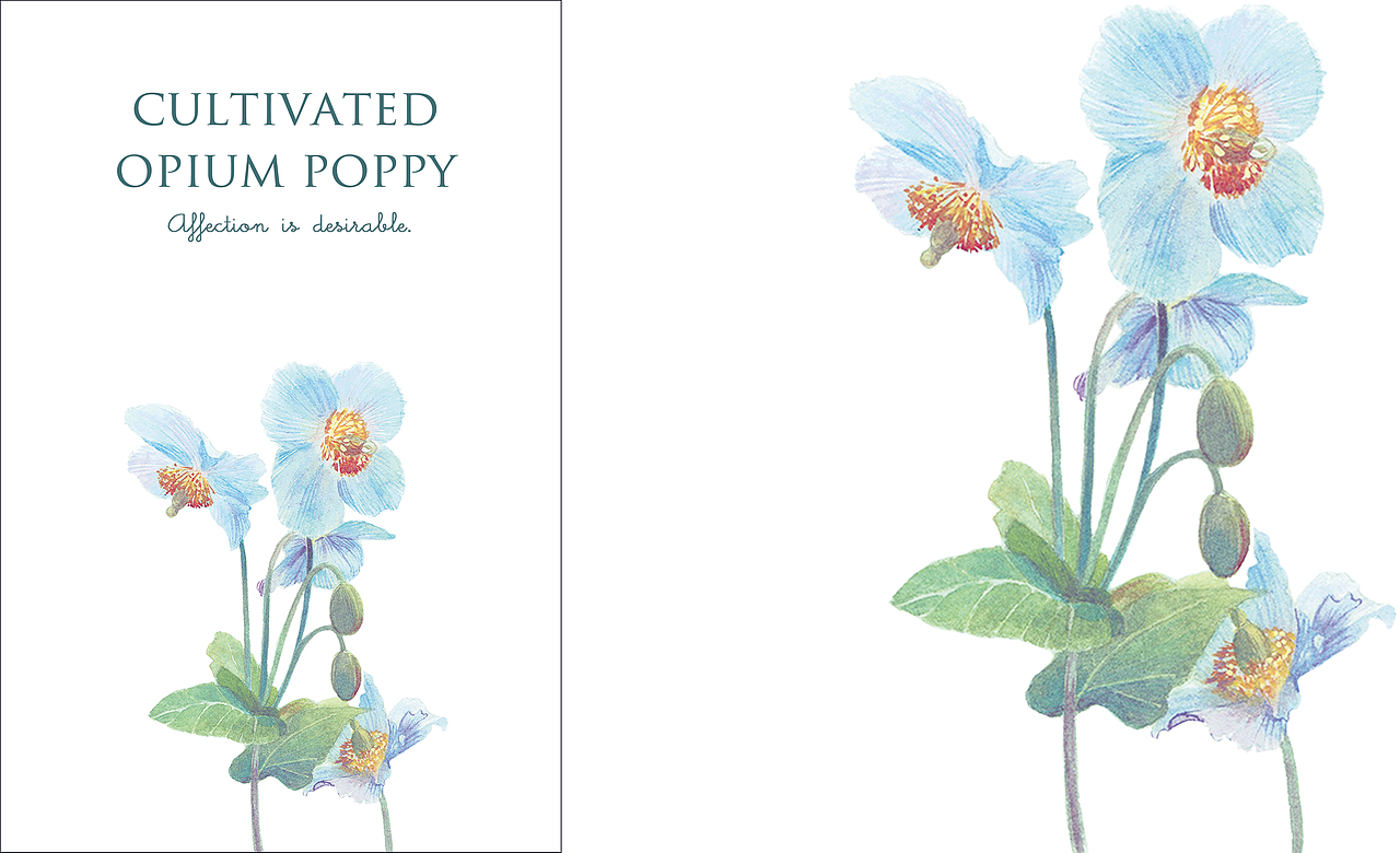 米拉贝尔花园（图ZMTE0OTA0NjA4） - 商业插画 - 站酷设计师邬葱原创素材 - 站酷ZCOOL