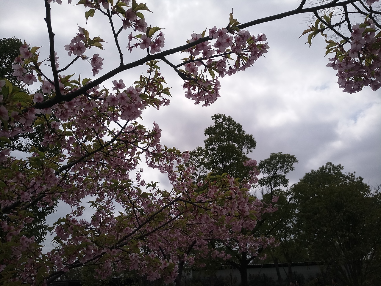 春之密影（图ZMTA4MjU4MzUy） - 产品摄影 - 站酷设计师珍丫头原创素材 - 站酷ZCOOL