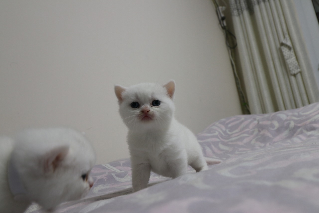 猫 161-英短-纯白-母-五粉-头无灰色毛-23-405g（图ZMjA4NjA3Mjk2） - 宠物摄影 - 站酷设计师沐米猫舍原创素材 - 站酷ZCOOL