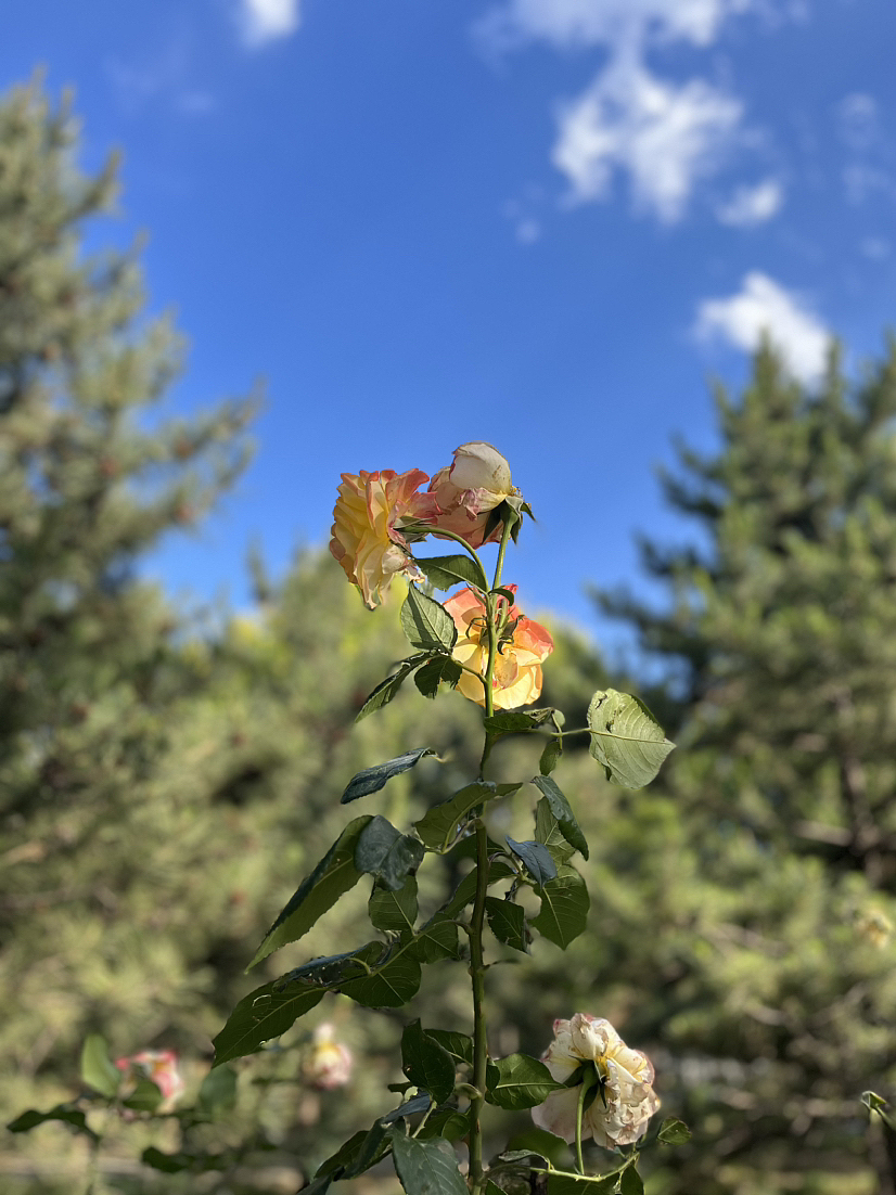 日常拍摄（图ZMzQwOTQ2MzU2） - 风光摄影 - 站酷设计师Z27623945原创素材 - 站酷ZCOOL