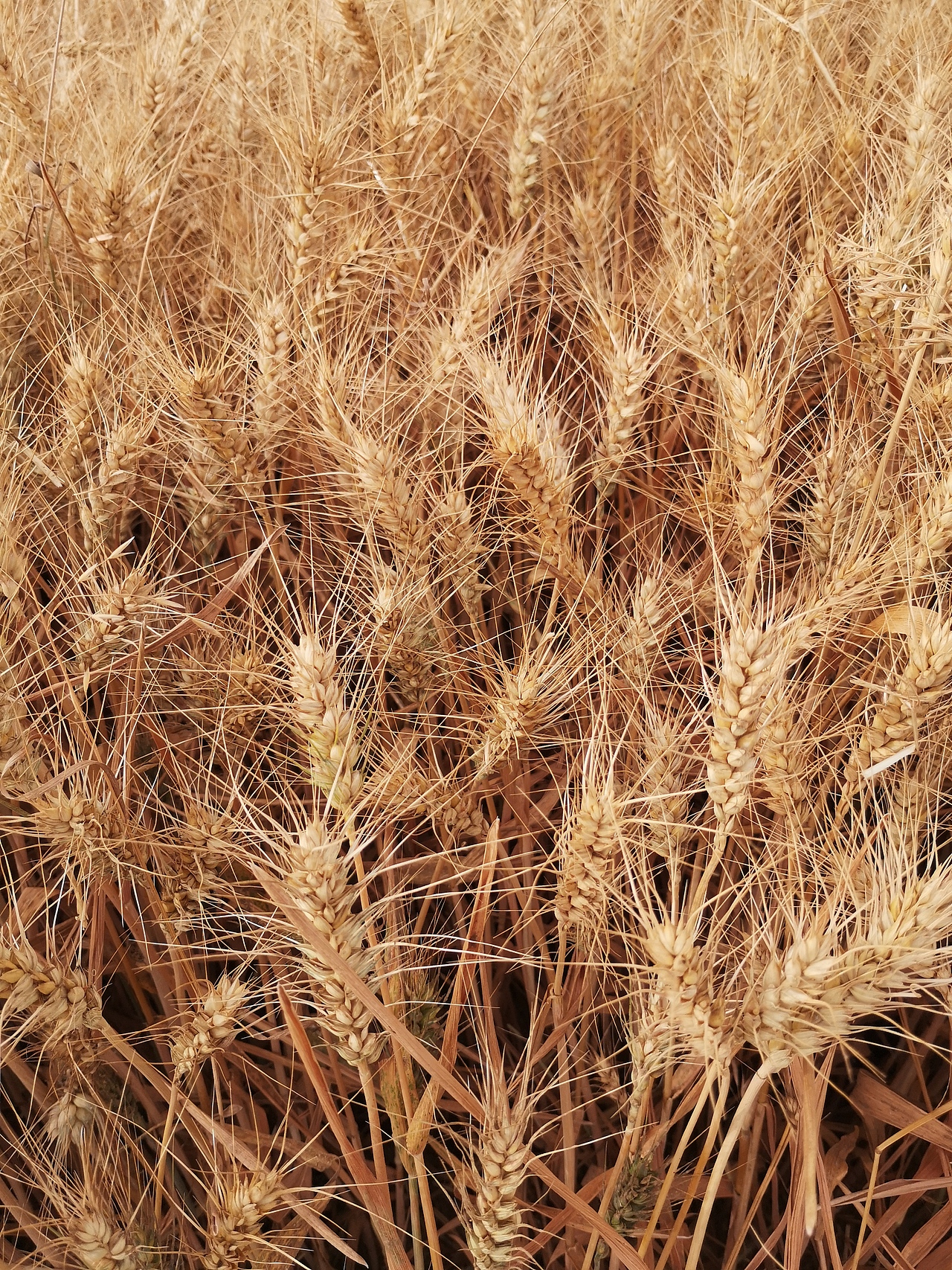 秋收 割麦（图ZMjU4Nzg4NzI0） - 风光摄影 - 站酷设计师司马叮当玩尼康原创素材 - 站酷ZCOOL