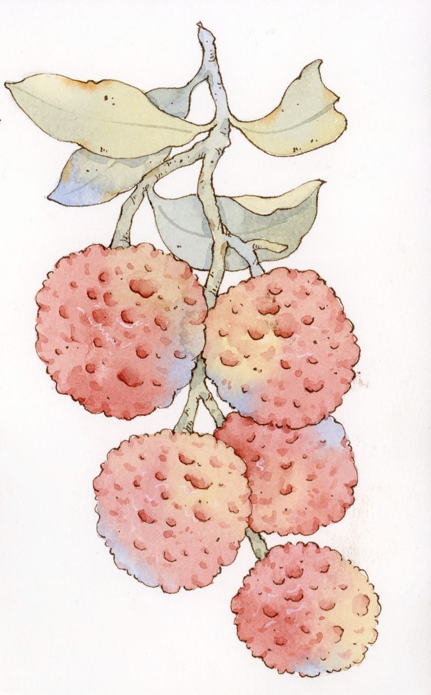 水彩——水蜜桃、荔枝（图ZMzQ4MTYxMjQ4） - 艺术插画 - 站酷设计师麦可南原创素材 - 站酷ZCOOL