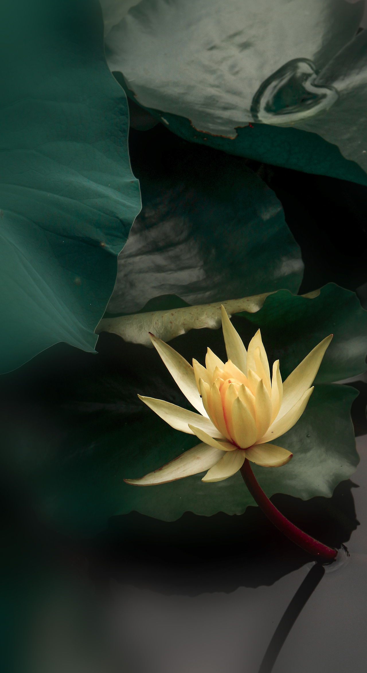 老年人的日常——周末-公园-荷塘（图ZMjYzMDAwNDE2） - 风光摄影 - 站酷设计师是叉叉吖原创素材 - 站酷ZCOOL