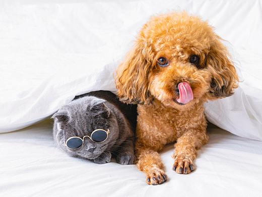 猫咪与狗子的和谐