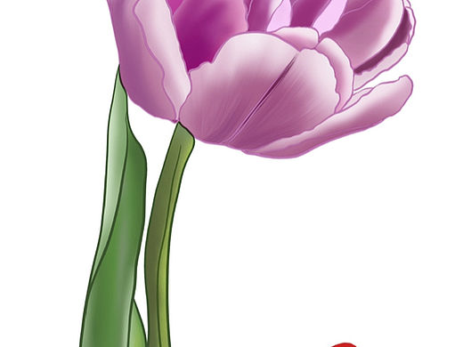 插画练习之植物