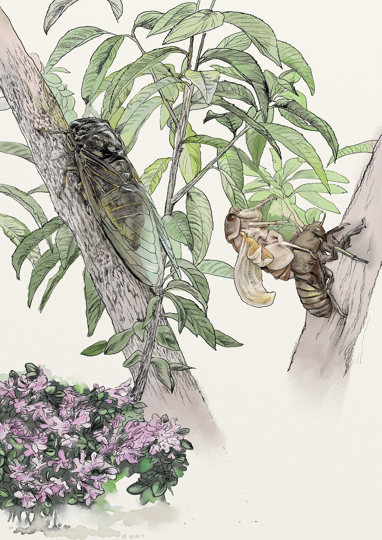 插画——知了的夏天