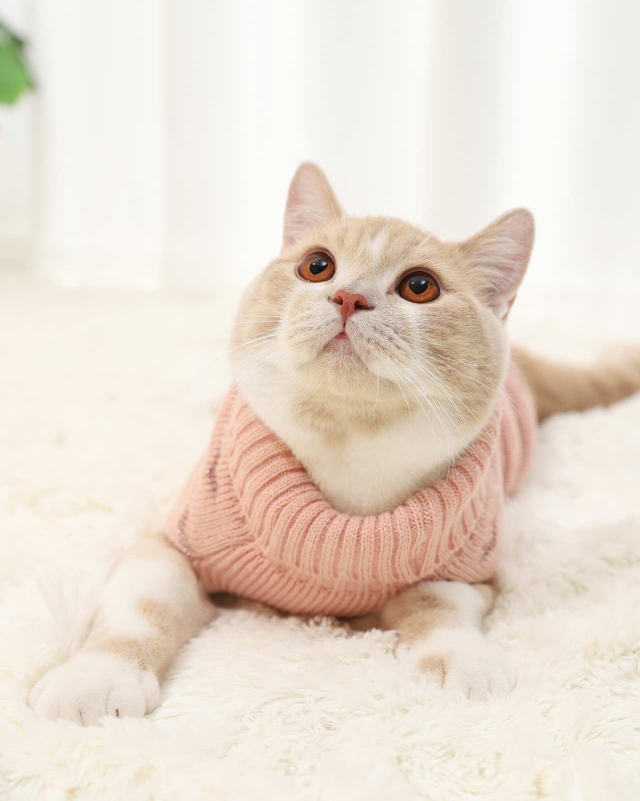 宠物用品/日常拍摄\宠物服饰