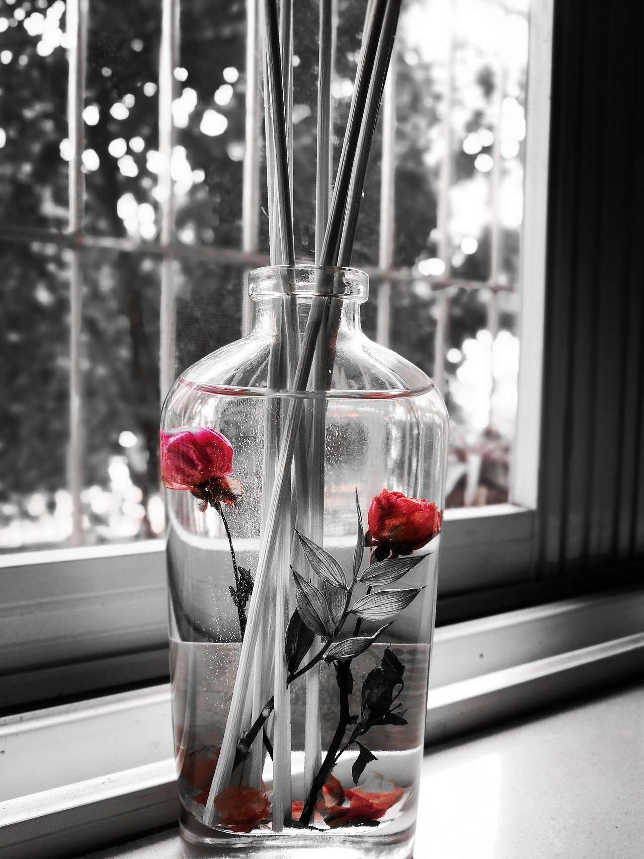 野兽的玫瑰（图ZMTQ4ODkxNzIw） - 产品摄影 - 站酷设计师眼镜和阿泉的枕头原创素材 - 站酷ZCOOL