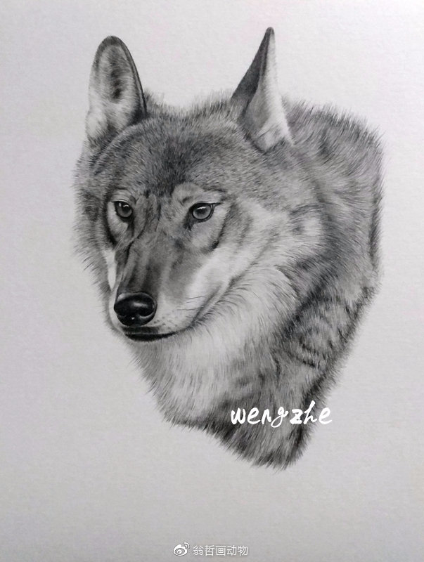 这几年画过的中国本土动物